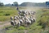 Klimatyczne obrazki z lubuskich wsi. Zobacz 90 wyjątkowych zdjęć 