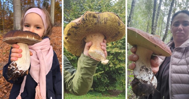 Grzybiarze ze Szczecina i okolic chwalą sie okazami ogromnych grzybów  z grzybobrania 2022 ->>>