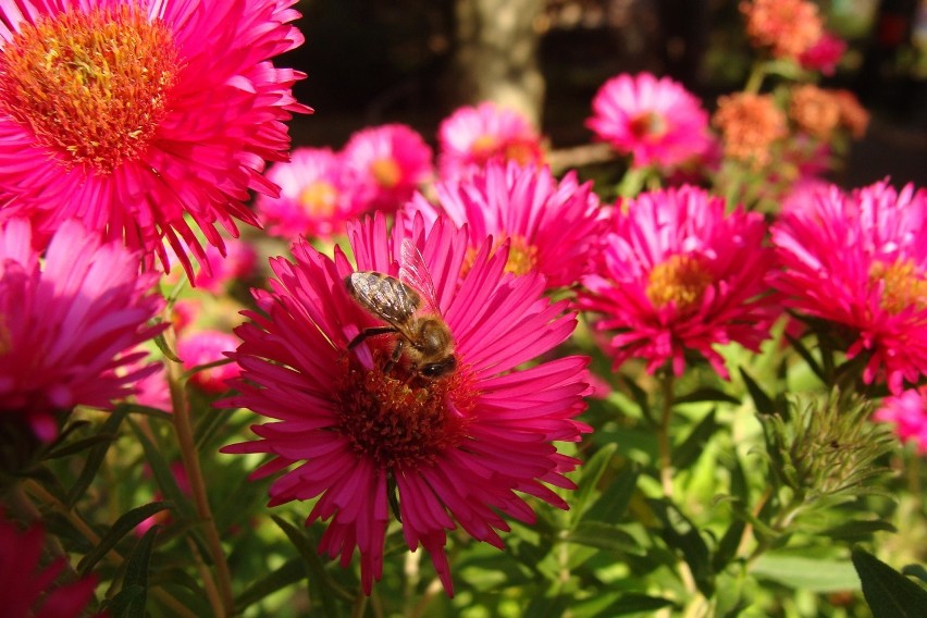 Kwiaty astrów chętnie odwiedzają pszczoły i motyle. To ważne...