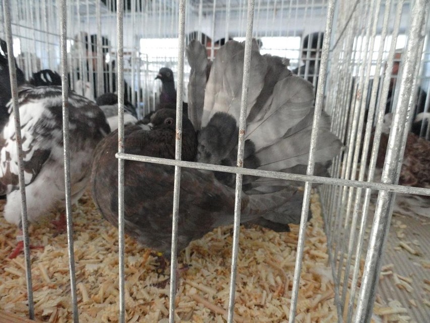 Gołębie rasowe i ptaki egzotyczne na poznańskich targach [ZDJĘCIA]