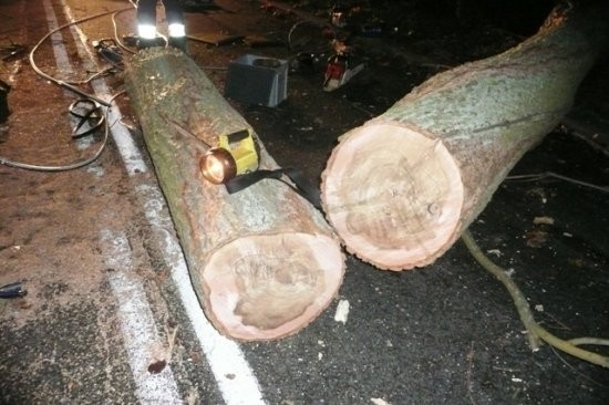 Drzewo runęło na samochód  w Złotowie. Kierowca cudem przeżył