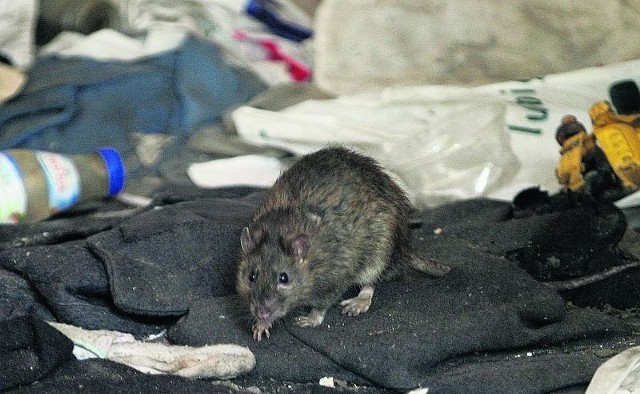 Szczur w baraku przy ul. Kościuszki. Urzędnicy nie potrafią zdyscyplinować właściciela posesji