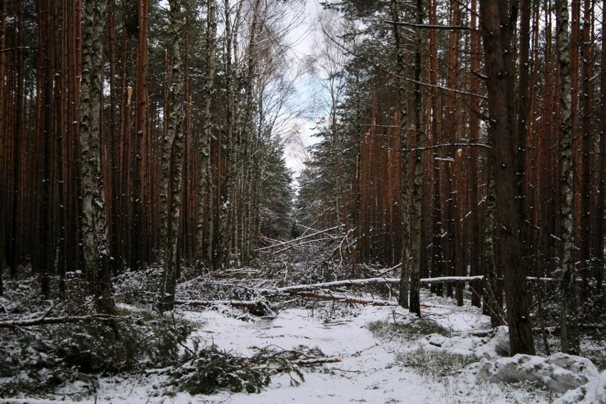 Na wielu obszarach las wciąż jest niedostępny.
