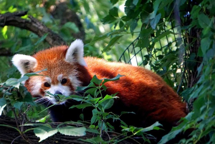 Panda Mała to gatunek zagrożony wyginięciem