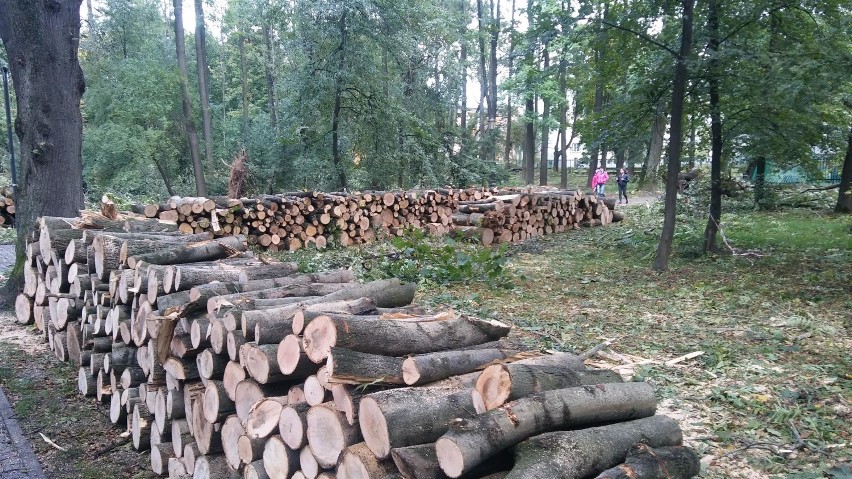 Drewno z Parku Habsburgów na sprzedaż