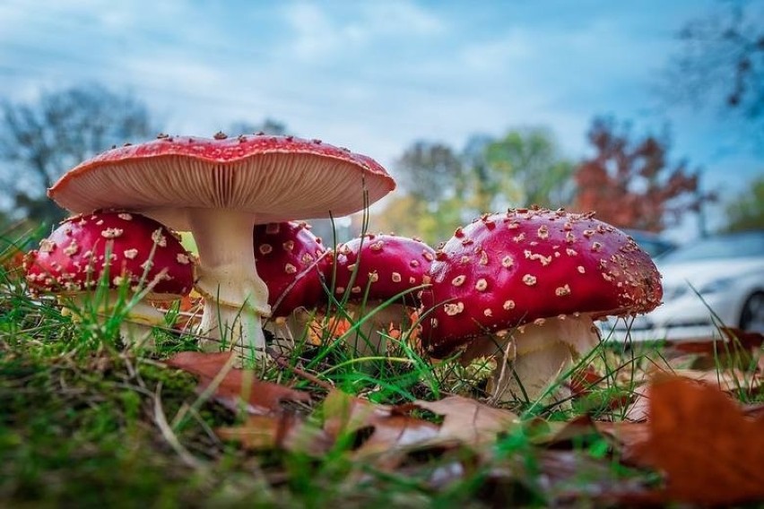 Niektóre trujące grzyby w Polsce, które łatwo pomylić z...