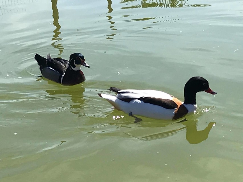 Wiosna w ZOO Safari w Borysewie, zobacz co porabiają krówka Psotka, surykatka Ludwiczek. lwy, tygrysy i inne zwierzęta [ZDJĘCIA I FILMY] 