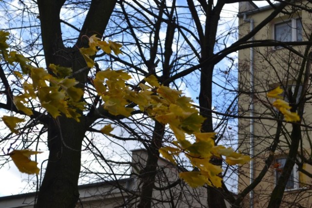 Nowy Dwór Gd. Ostrzeżenie przed wichurą