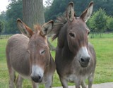 Osły ze Starego zoo w Poznaniu znowu razem. Zoo przeprasza