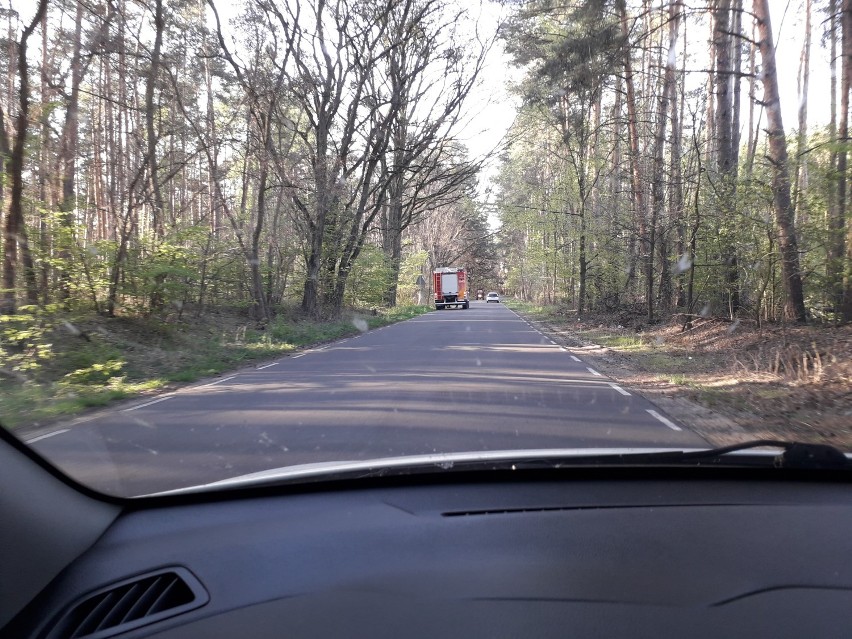 Pożar lasu w Śremie pomiędzy Kwilczem, a Sierakowem...