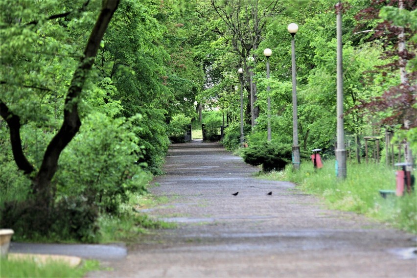 Konin: Park im. Fryderyka Chopina się zmienia. Jedna z alei parku zyska nowy wygląd