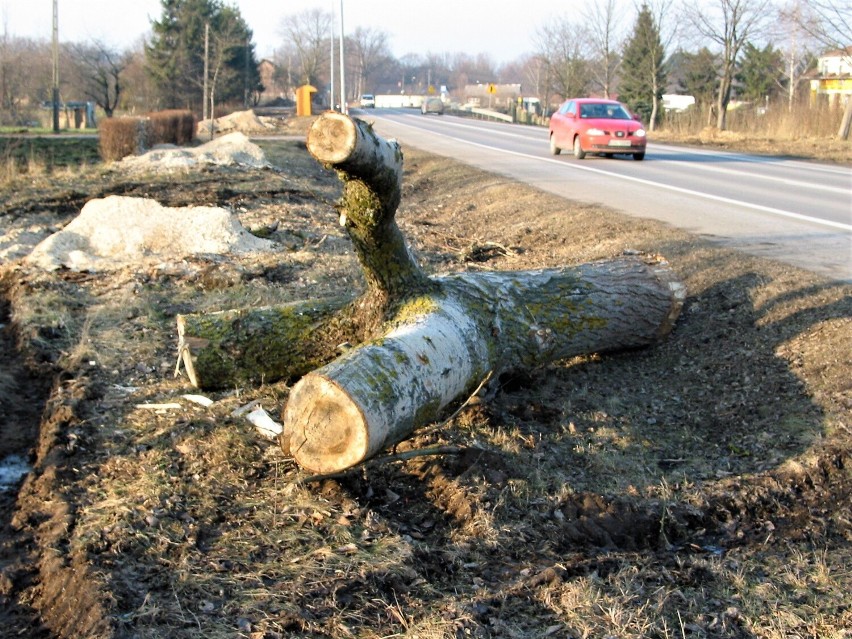 Wycinka przydrożnych drzew w 2014 r. pod Włynkówkiem miała...