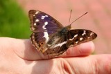 Polski motyl niemal jak z Amazonii [zdjęcia]