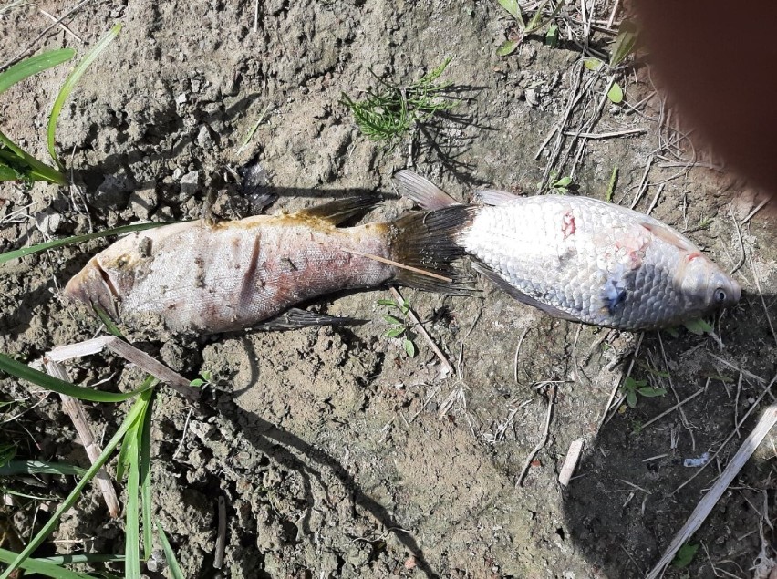 Sztum. To już nie pierwszy raz: śnięte ryby w jeziorze Kaniewo. Czy winna jest oczyszczalnia?