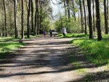 Jak wyglądają popularne miejsca spacerowe w Wągrowcu?