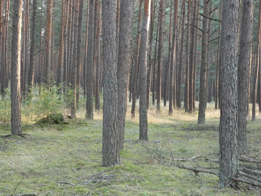 Spacer w poszukiwaniu grzybów. Jeszcze przed wysypem [GALERIA]