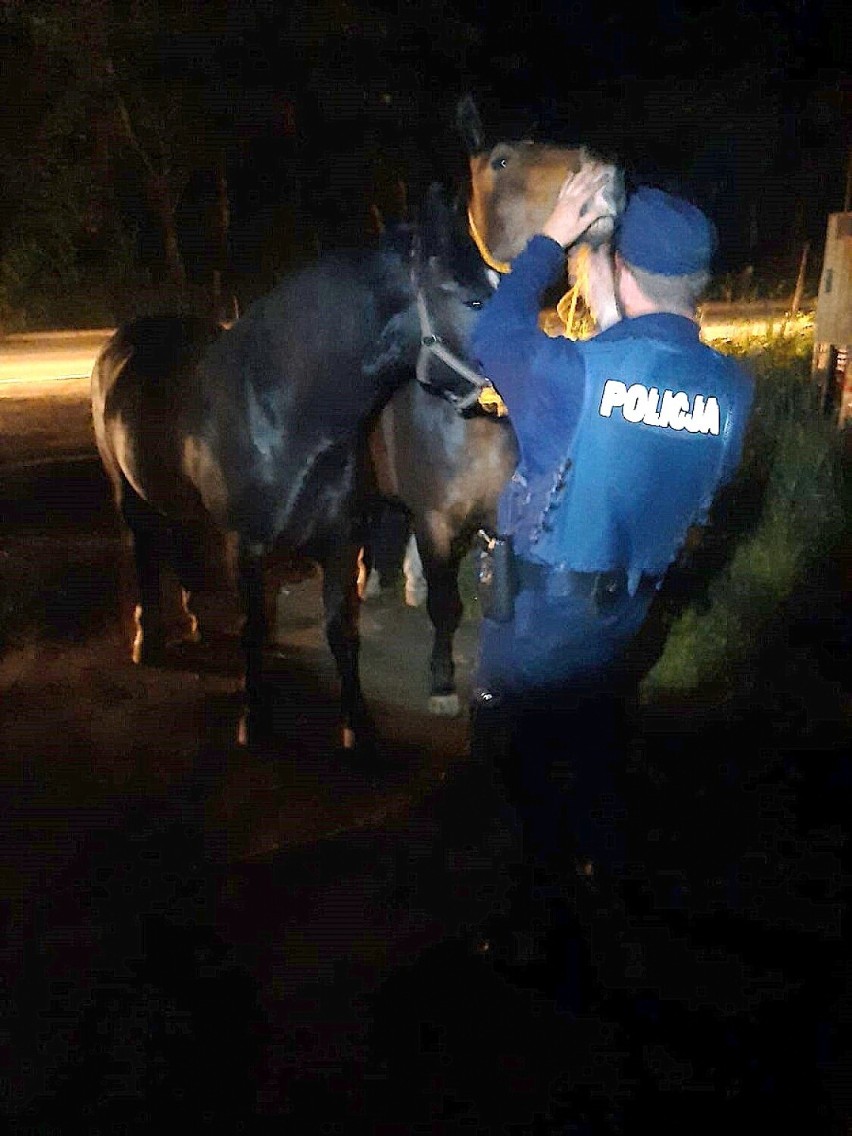 Konie biegały po drodze wojewódzkiej niedaleko Rypina. Nietypowa interwencja policji w środku nocy [zdjęcia]