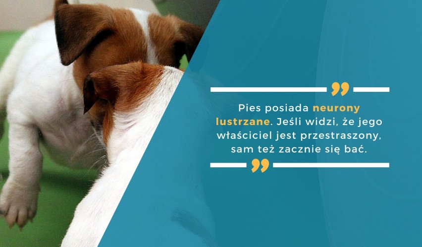 Pies posiada neurony lustrzane. Jeśli widzi, że jego...