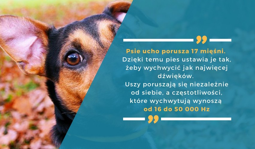 Psie ucho porusza 17 mięśni. Dzięki temu pies ustawia je...