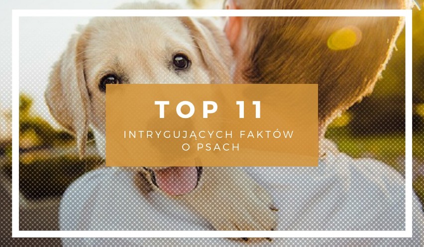 TOP11 intrygujących faktów o psach. Koniecznie sprawdź, czy...