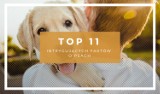 TOP11 intrygujących faktów o psach. Wiedziałeś o tym?