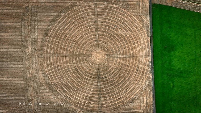 Tajemnicze kręgi w polu kukurydzy