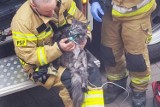 Pożar na wrocławskim osiedlu. Strażacy uratowali z płomieni kota. Zwierzakowi założono aparat tlenowy