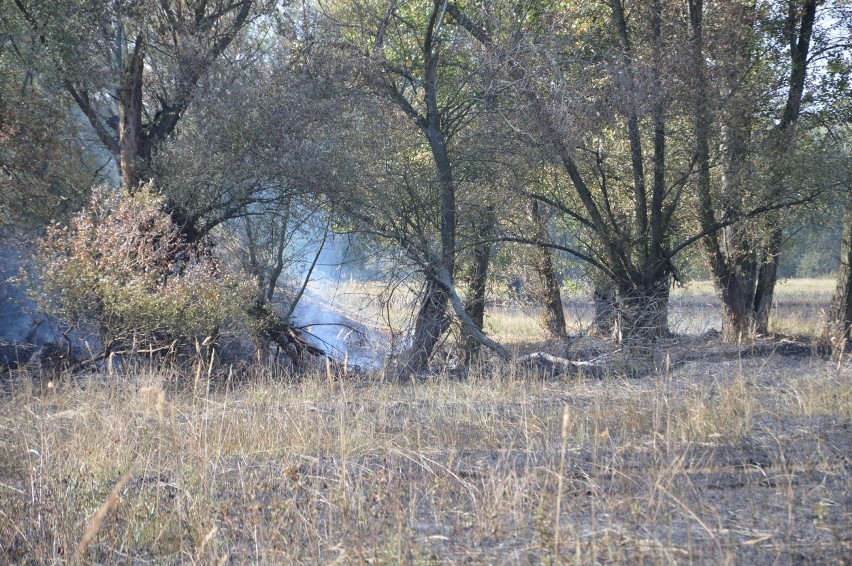 Duży pożar traw między Odrą a Starymi Serbami [ZDJĘCIA]