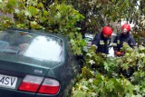 Wiatr i deszcz powalił drzewo na ul. Zielonej (zdjęcia). Strażacy mają masę pracy w mieście