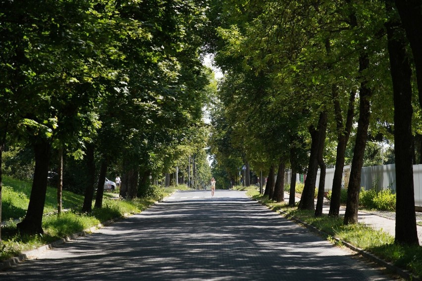 Bulwersująca wycinka drzew pod przebudowę skrzyżowania w Kielcach. Zniknie piękna aleja. Zobacz zdjęcia