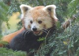Do widzenia Upendra. Samiczka pandy czerwonej opuszcza Nasze Zoo Görlitz-Zgorzelec