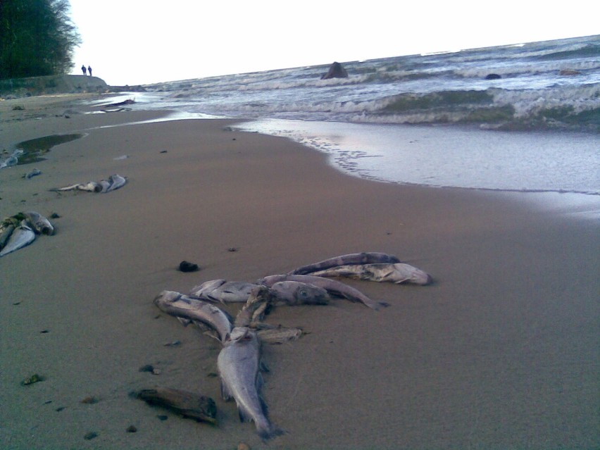 Śnięte ryby na plaży w Rozewiu