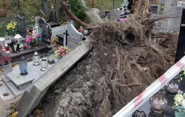 Wyrwane z korzeniami drzewo na cmentarzu farnym w Grudziądzu zniszczyło i uszkodziło około 10 nagrobków