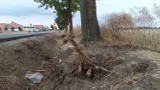 Mieszkańcy alarmują: podczas remontu Mórkowskiej w Wilkowicach uszkodzono korzenie drzew ZDJĘCIA