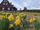 Łąki pełne żółtych żonkili zachwycają w czeskiej wiosce Jizerka. Z Jeleniej Góry mamy blisko, by podziwiać cudowną wiosnę w Górach Izerskich