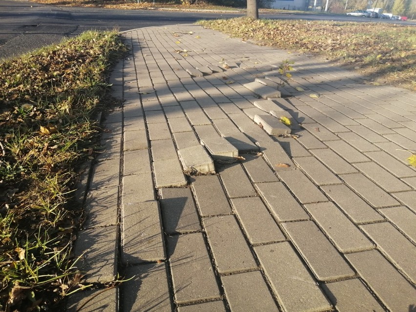 Chodnik w Głogowie zarasta trawą i jest niszczony przez korzenie