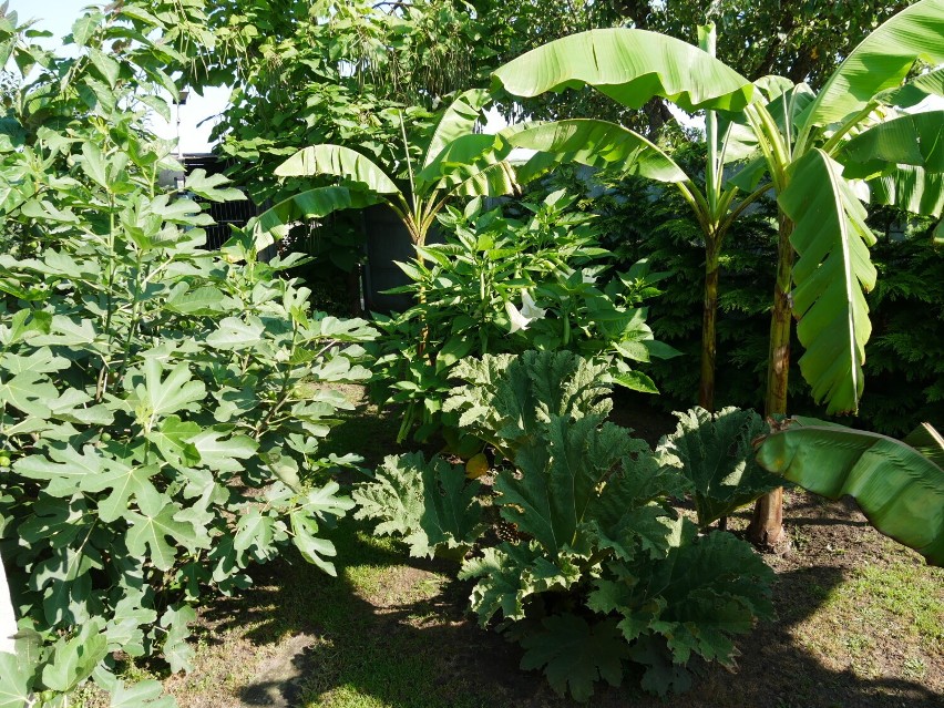 Magiczny ogród Mariusza Kufla z Grąblewa. Egzotyczne rośliny i wyjątkowy klimat