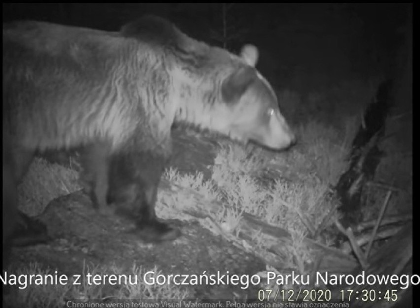 Na terenie Gorczańskiego Parku Narodowego można spotkać...