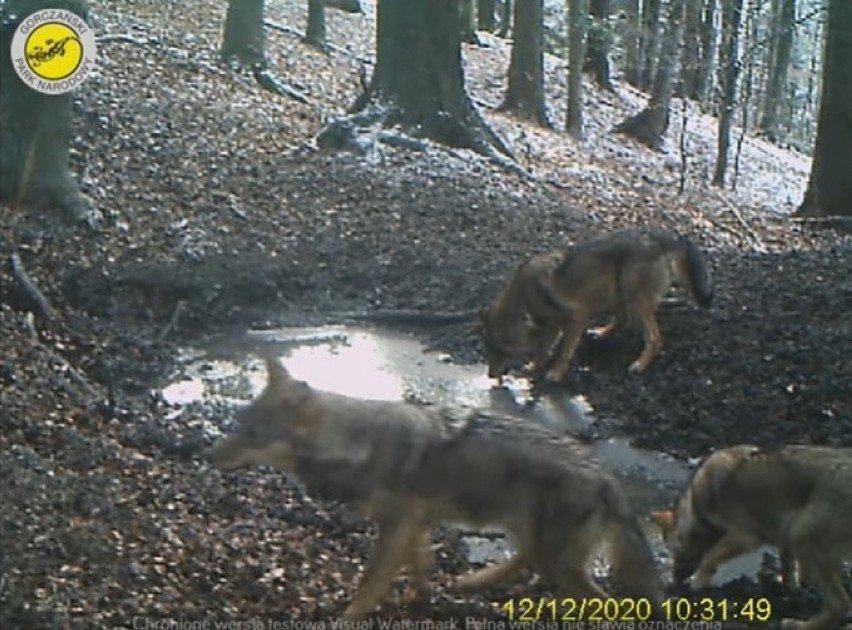 Na terenie Gorczańskiego Parku Narodowego można spotkać...