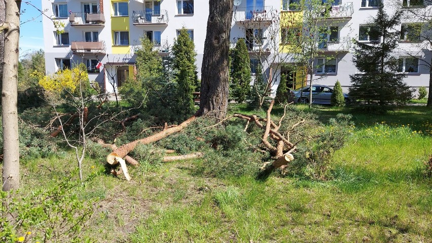 Sprzed bloków w Bornem Sulinowie znikają drzewa. Znamy powód, ale są i niezadowoleni [zdjęcia]