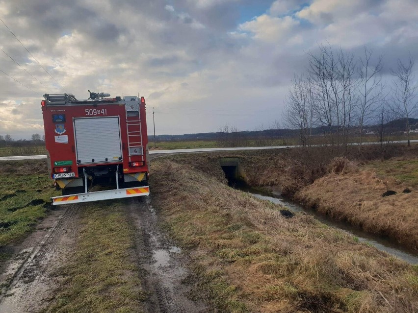 Pogoń za rannym łabędziem na łąkach za Mrzezinem