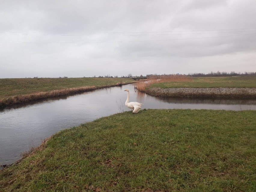 Pogoń za rannym łabędziem na łąkach za Mrzezinem