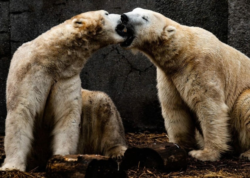 Stołeczne niedźwiedzie polarne wyjeżdżają do Czech