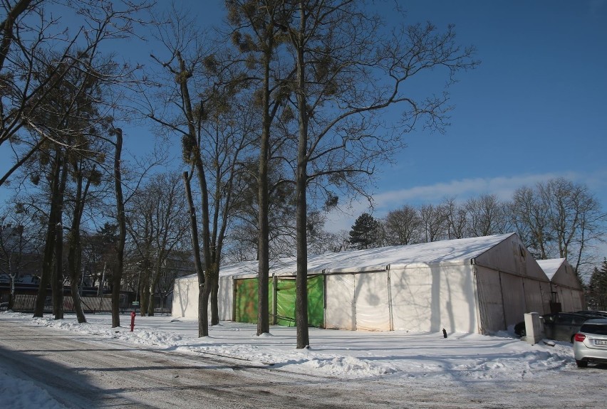 Szczecin. Wycinka drzew pod budowę profesjonalnego centrum tenisa. Będzie rekompensata?