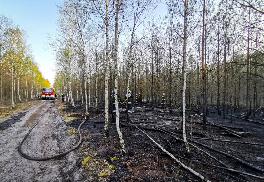 2 maja doszło do pożaru lasu na granicy powiatów: pleszewskiego i konińskiego