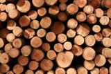 Drewno z parków zasili zapasy lasu komunalnego w Grudziądzu