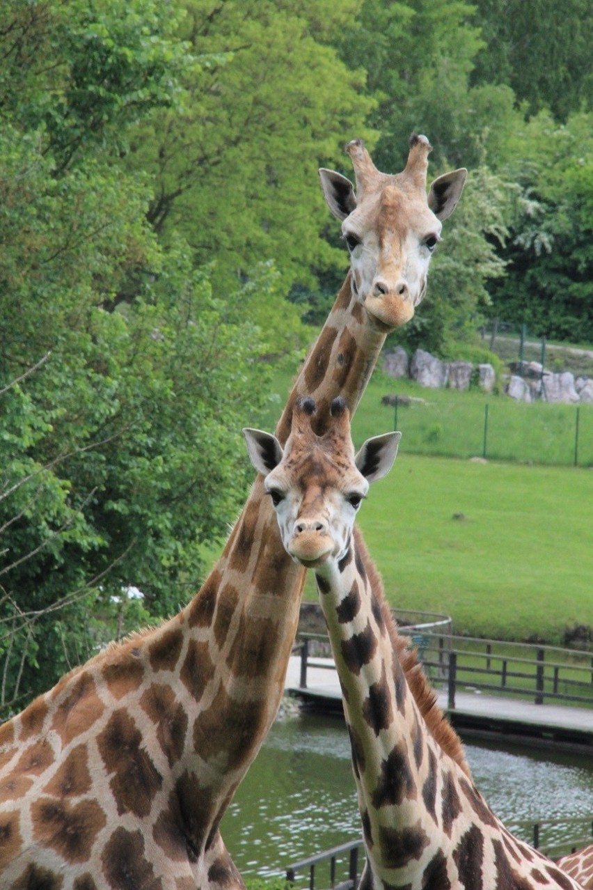 Poznań: Stado żyraf w Nowym ZOO [ZDJĘCIA]