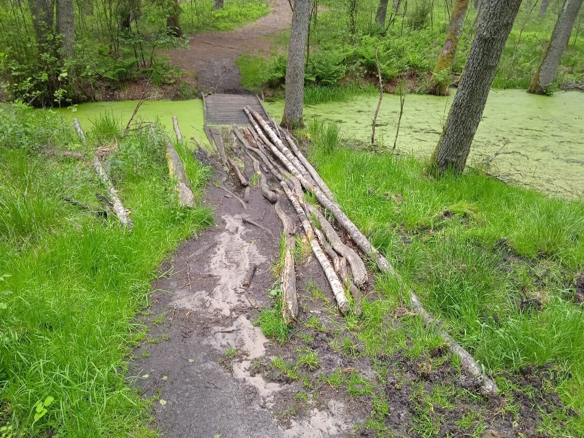 Wdzydze. Nowa kładka na szlaku rowerowym „Dookoła jezior wdzydzkich”. W powiecie kościerskim są atrakcyjne ścieżki rowerowe 