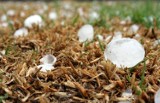 Powiat makowski. Ostrzeżenie meteorologiczne. 29.07.2017 