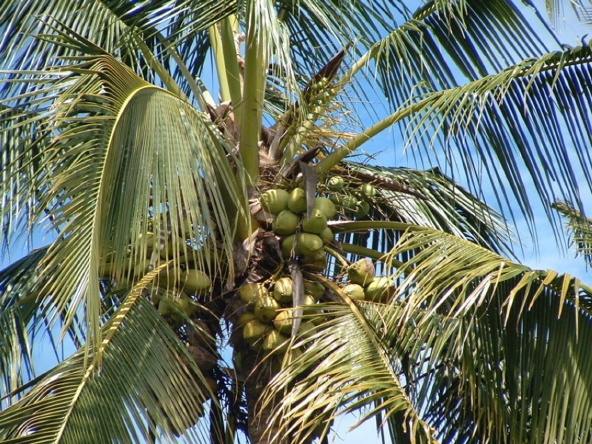 Palma kokosowa - jedno z bogactw Papui